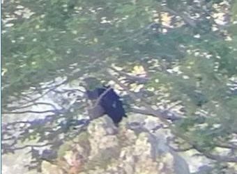 Un giovane di aquila reale torna a spiccare il volo nella riserva del Monte Velino