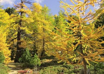 Nascono “bosco amico” e “sportello forestale” per lo sviluppo delle attività del centro Abruzzo