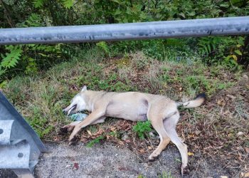 Trovato un lupo senza vita nei pressi di Anversa degli Abruzzi