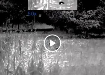 I cuccioli di Amarena stanno bene, sono cresciuti e si preparano al letargo  (video)