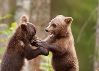 Orsetti trovati, ora è corsa contro il tempo per  metterli in salvo