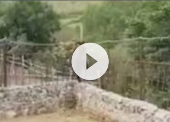 “Violenza inaudita” contro un orsetto, uomo in divisa gli lancia un badile per scacciarlo (video)