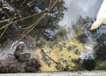 Trovati ratti nel laghetto insieme ai cigni, scatta l’allarme a Teramo