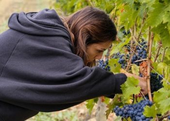 Torna Cantine aperte in vendemmia: ecco il programma