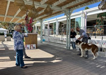 A Roseto cani San Bernardo provenienti da tutta Italia: il mega raduno del Cisb