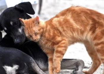 Gatti e cani d’affezione potranno essere tumulati, il sì del consiglio regionale alla norma