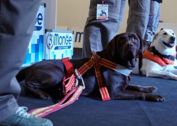 Riflettori accesi sugli animali: torna a Pescara Quattrozampexpo