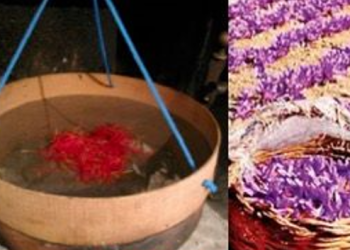 Week end di esperienze, domani a Caporciano raccolta zafferano e visita a palazzo D’Alessandro