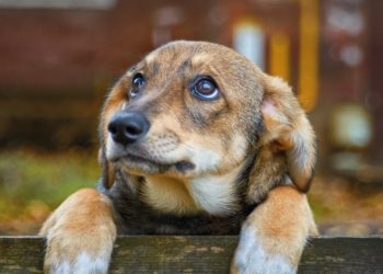 Fiera internazionale dei tartufi d’Abruzzo, in programma asta di beneficienza contro l’abbandono dei cani
