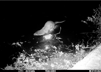 Scoperta presenza della lontra sul fiume Aterno, denunce per tutelare l’habitat