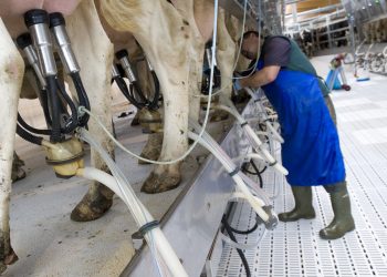 Mercato del latte, allevatori in crisi per costi di gestione insostenibili