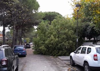 Maltempo, freddo, vento e alberi caduti in Abruzzo: grossi disagi sulla costa