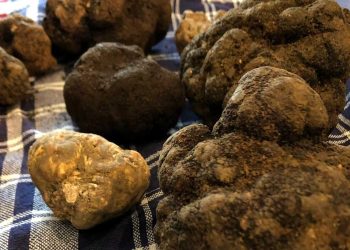 Fiera tartufi d’Abruzzo: la Regione sul podio per i bianchi e i neri pregiati