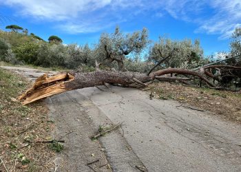 Maltempo in Abruzzo, emergenza vento forte a Vasto: ecco i numeri da chiamare (fotogallery)