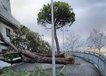 Allerta vento e alberi caduti. L’appello di Conalpa: salvaguardare il verde e i cittadini