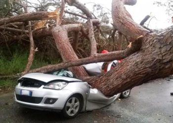 Albero cade su una macchina, ferito il conducente