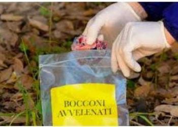 Bocconi avvelenati a Pescina, pericolo per animali domestici e selvatici: a rischio anche gli orsetti di Amarena