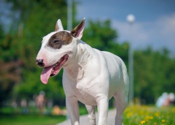 Picchia il nonno e getta il cane dalla finestra uccidendolo, 25enne abruzzese nei guai