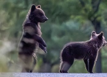 Sospesa la caccia al cinghiale per tutelare i giovani orsi marsicani orfani di Amarena