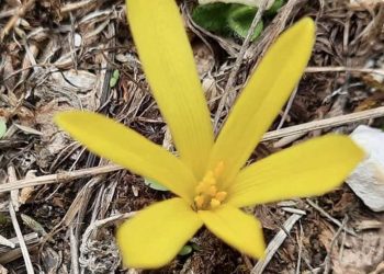 Scoperto un fiore raro nella Marsica: il fascino magico della Sternbergia colchicicflora