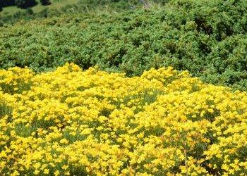 Fiore raro rinvenuto nel Parco nazionale, il mistero della ginestra che fiorisce in un solo luogo