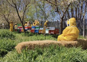 A scuola di api e di miele, incontri di apicoltura per conoscere meglio i piccoli insetti