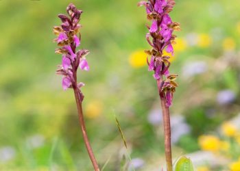 Orchidee spontanee: piccoli gioielli d’Abruzzo a Pettorano sul Gizio