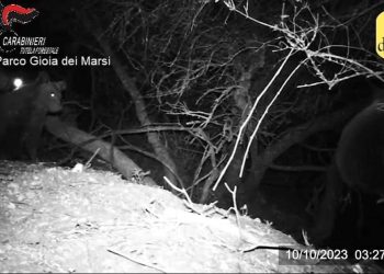 Appello dell’Oipa per i cuccioli di Amarena: vietate la caccia nelle aree che frequentano