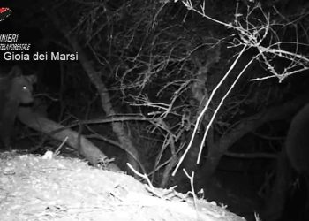 I cuccioli di Amarena stanno bene e sono cresciuti: gli aggiornamenti del Parco