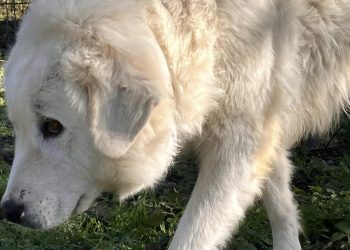 Pastore maremmano appeso a una forca, Animal protection: ribaltata la richiesta di archiviazione