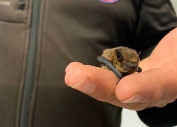 Mini pipistrello finisce in una casa e non riesce a uscire: salvato dai Guardiaparco