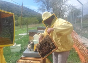 Filiera del miele, De Blasis: Maggiori tutele per gli apicoltori e per tutti i lavoratori