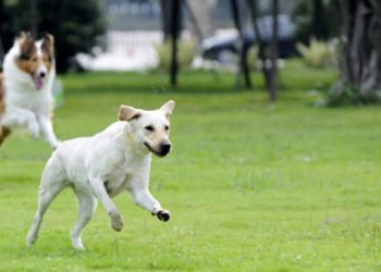 Approvato a Roseto il progetto per l’area di sgambamento cani dentro un’area verde