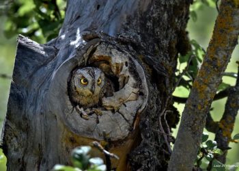 “Il respiro della natura” al centro della mostra del fotografo Luca Di Vincenzo