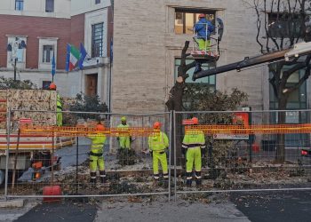 Restyling a Pescara, al posto dei lecci si pianteranno agrifogli
