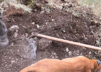 Incastrato in una tana, cane salvato dai Vigili del Fuoco
