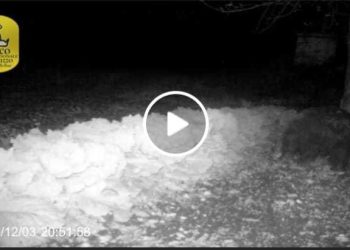 I cuccioli di Amarena sono diventati giovani orsi: ecco come stanno (guarda il video)