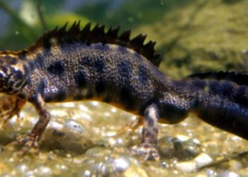 Tutela degli anfibi, attivato il monitoraggio dell’Istituto superiore per la protezione e la ricerca ambientale