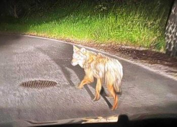 Shock e paura a Celano: cagnolino sbranato da un lupo