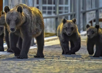 Parco Sirente Velino, il calendario 2024 dedicato all’orsa Amarena