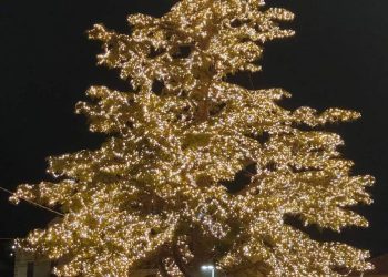 Pianella si accende di magia: tradizionale accensione dell’albero di Natale più grande d’Abruzzo