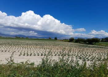 Agricoltura e Pnrr, oltre 14 milioni per macchinari di precisione: il futuro arriva nei campi