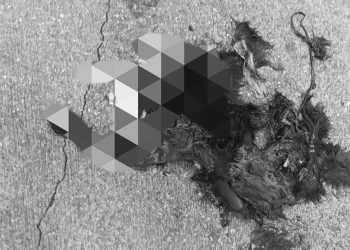 Trovati a Vasto 6 gatti dilaniati dai petardi: taglia di 5000 euro a chi rintraccerà i colpevoli