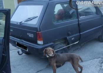Cagnolina trascinata da un’auto, scatta la denuncia di Lndc Animal Protection