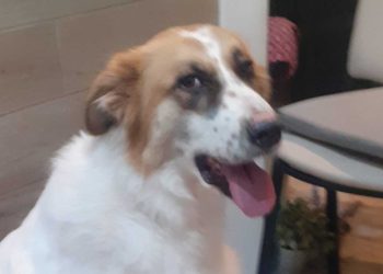 Trovata morente per strada, la storia dell’anziana cagnolina Nonna Lucia e del dono di Pippi (foto)