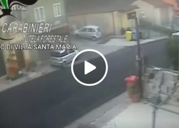 Cane trascinato da auto in corsa con un cappio al collo: salvato dai carabinieri Forestali (video e foto)