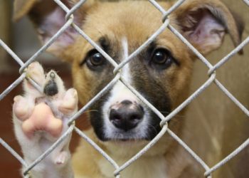 Pubblicato a San Salvo il bando per la gestione del canile comunale