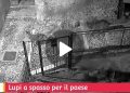 Branco di lupi a spasso per le vie del paese, le straordinarie immagini (Video)
