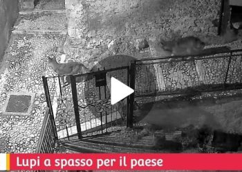 Branco di lupi a spasso per le vie del paese, le straordinarie immagini (Video)