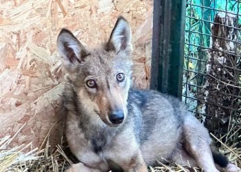 Lupetto ferito in un incidente stradale, ora sta meglio e torna in natura